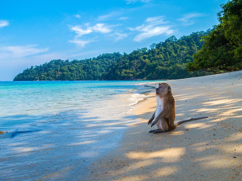 Monkey beach