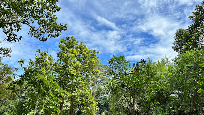 Tree top adventure park Tree top adventure park